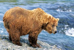 
The grizzly bear has a more pronounced shoulder hump than the black bear.  
